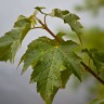 Maple After The Rain
